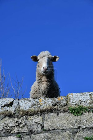 Foto de Close-up of a sheep in a narrow street of a rural village in Basilicata. - Imagen libre de derechos