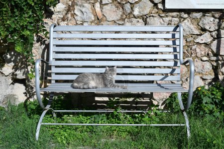 Téléchargez les photos : Un chat repose sur un banc de parc dans un village italien. - en image libre de droit