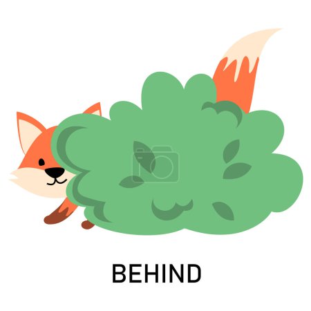 Learning English prepositions with a funny fox and green bush vector isolated. Animal character hiding behind a green bush. Cute red fox.