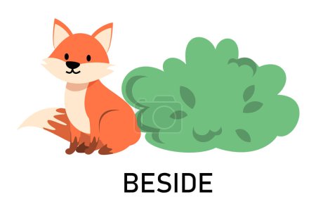 Illustration for Learning English prepositions with a funny fox and green bush vector isolated. Animal character sitting beside a green bush. Cute red fox. - Royalty Free Image