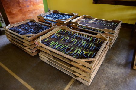 Judías de vainilla secándose en bastidores en una plantación en Saint Aubin, Mauricio