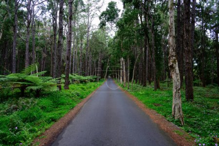 Foto de Camino a Alexandra Falls en la selva del Parque Nacional Río Negro, Mauricio con bosque y árboles - Imagen libre de derechos