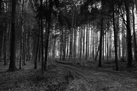 Forest Road and Trees Black and White Scenery near Amstetten in the Mostviertel Region of Lower Austria