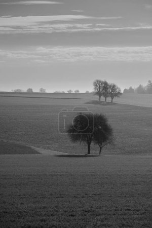 Paysage printanier avec arbres nus et prairie dans la région de Mostviertel en Basse-Autriche, près d'Amstetten