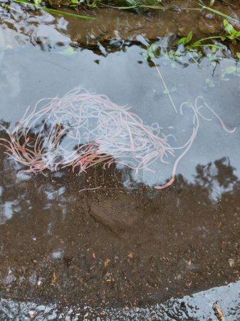 Photo for Earthworms in a puddle after rain. High quality photo - Royalty Free Image