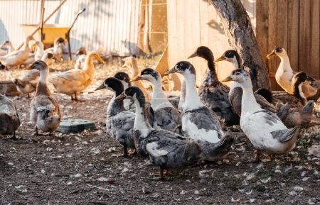 Photo for Ducks on the farm. Ducks on a walk in the farm. High quality photo - Royalty Free Image