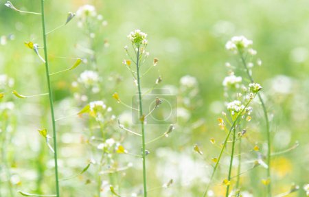 Foto de Un enfoque selectivo de pequeñas flores blancas en el prado. - Imagen libre de derechos