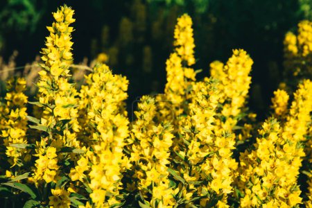 Téléchargez les photos : Fleurs jaune vif de salicaire parsemées de soleil. - en image libre de droit