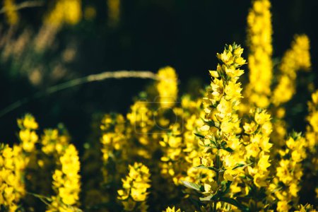 Téléchargez les photos : Fleurs jaune vif de salicaire parsemées de soleil. - en image libre de droit
