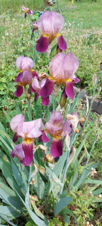 Téléchargez les photos : Iris violets dans le jardin. - en image libre de droit