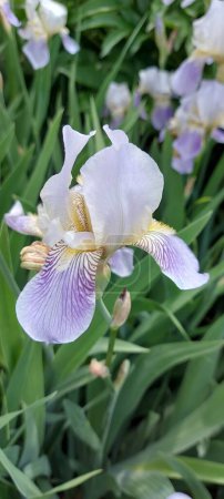 Téléchargez les photos : Lilas et iris blancs dans le jardin. - en image libre de droit