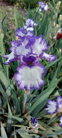 Téléchargez les photos : Iris blanc avec bords violets. - en image libre de droit