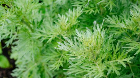 Silver-green background from wormwood leaves. Wormwood leaves close up. The background. 