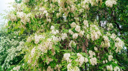 La exuberante acacia fragante blanca florece en el bosque. Flores de acacia blanca.