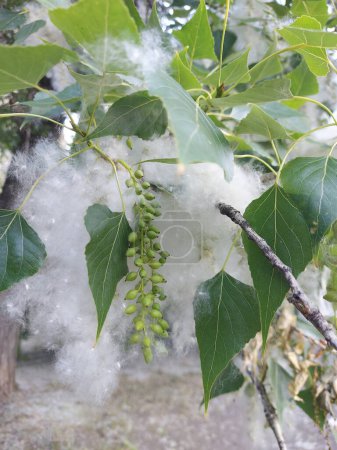Álamo. Pelusa de álamo. Manojos de semillas de álamo y pelusa se ajustan firmemente entre sí en las ramas del árbol. 