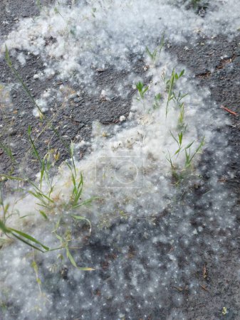 Poplar fluff on an asphalt road. Poplar fluff tangled in the grass. 