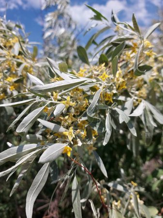 Oliva plateada floreciente. Flores de olivo de plata fragantes amarillas. 