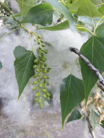 Poplar. Poplar fluff. Bunches of poplar seeds and fluff fit tightly to each other on the branches of the tree. 