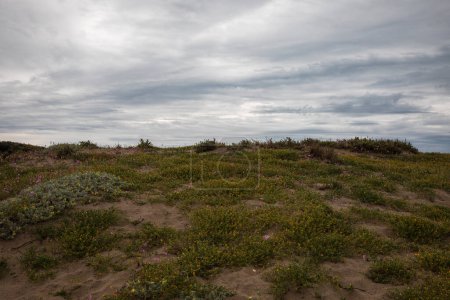 Photo for Sandy path in the middle of maritime vegetation.  Very cloudy sky. Nobody inside - Royalty Free Image