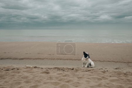 Téléchargez les photos : Portrait d'un bouledogue français près de la plage par une journée très nuageuse. La tempête arrive - en image libre de droit