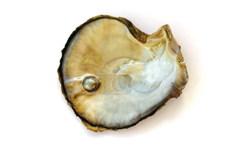 Photo for Mother of pearl oyster, with a pearl, isolated on white background - Royalty Free Image