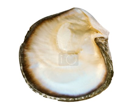 Photo for Mother of pearl oyster shell isolated on white background - Royalty Free Image