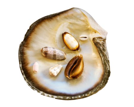 Photo for Mother of pearl oyster, with many little sea shellsl, isolated on white background - Royalty Free Image