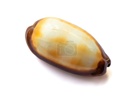 Photo for Cypraea talpa shell isolated on white background - Royalty Free Image