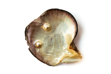 Photo for Mother of pearl oyster, with two pearls, isolated on white background - Royalty Free Image