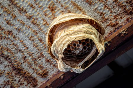Téléchargez les photos : Un nid de guêpes en papier vide sous le toit dans le sud de la France. - en image libre de droit