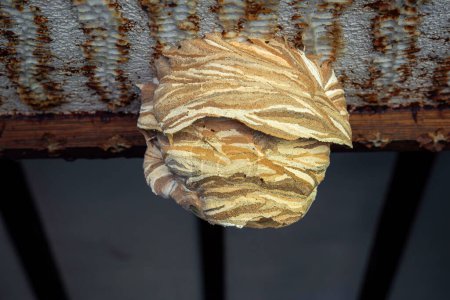 Téléchargez les photos : Un nid de guêpes en papier vide sous le toit dans le sud de la France. - en image libre de droit