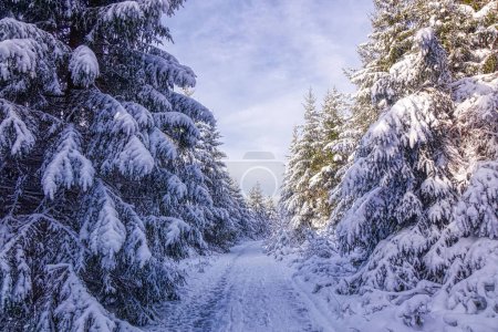 Foto de Snowy trees on the Rothaarsteig hiking trail near Winterberg - Imagen libre de derechos
