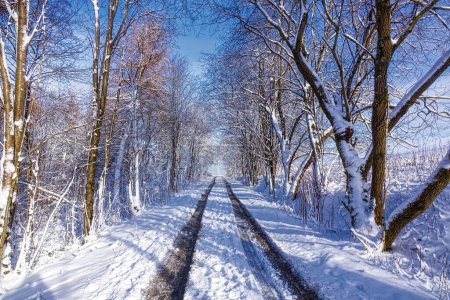 Foto de Snowy hiking trail between trees on the Ruhrkopf mountain  near Winterberg in winter - Imagen libre de derechos