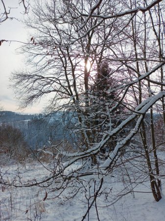 Foto de Sol de invierno en la ruta de senderismo de Rothaarsteig cerca de Winterberg - Imagen libre de derechos