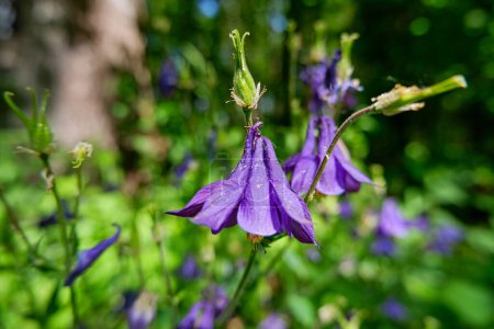 Photo for Closeup view of a bellflower in spring - Royalty Free Image
