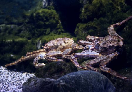 Téléchargez les photos : Red king crabs underwater,  Paralithodes camtschaticus. Sea, marine life. - en image libre de droit