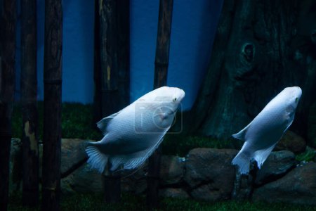 Foto de White Giant gourami fish Osphronemus goramy swimming, underwater - Imagen libre de derechos