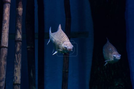 Photo for River fish Silver barb, or Java barb (Barbonymus gonionotus) swims underwater - Royalty Free Image