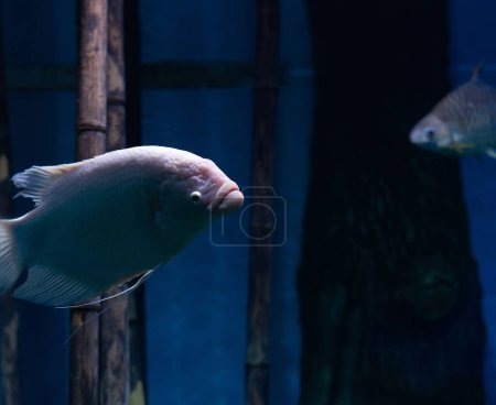 Foto de White Giant gourami fish Osphronemus goramy swimming, underwater - Imagen libre de derechos