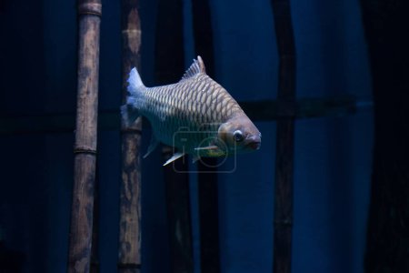Photo for River fish Silver barb, or Java barb (Barbonymus gonionotus) swims underwater - Royalty Free Image