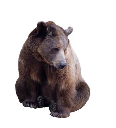 Téléchargez les photos : Ours brun isolé sur fond blanc - en image libre de droit
