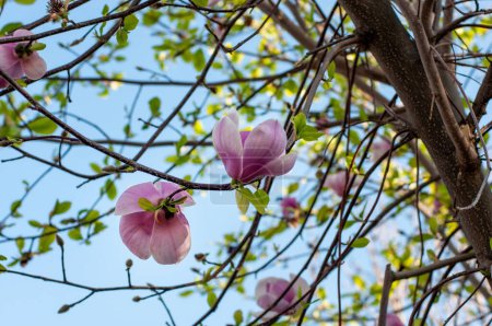 Photo for Magnolia liliiflora, nature spring blossom flowers background - Royalty Free Image
