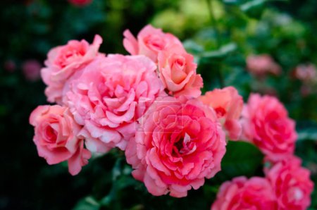 Photo for Roses field, pink, colorful flowers. Fragrant - Royalty Free Image