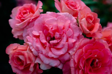 Photo for Roses field, pink, colorful flowers. Fragrant - Royalty Free Image