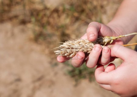 Photo for Child holds spikelets of wheat in his hands. Ukraine - Royalty Free Image