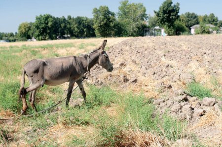 Photo for Ass, hack, serf farm animal in Uzbekistan - Royalty Free Image