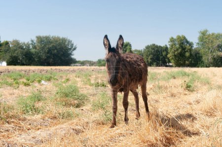 Photo for Ass, hack, serf farm animal in Uzbekistan - Royalty Free Image