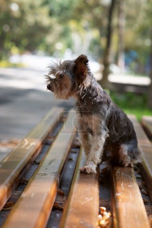 Foto de Yorkshire terrier, viejo perro sentarse en el banco, al aire libre - Imagen libre de derechos