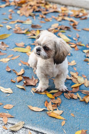 Photo for Shih tzu dog walk in fall park with autumn leaves - Royalty Free Image