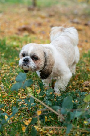 Photo for Shih tzu dog walk in fall park with autumn leaves - Royalty Free Image